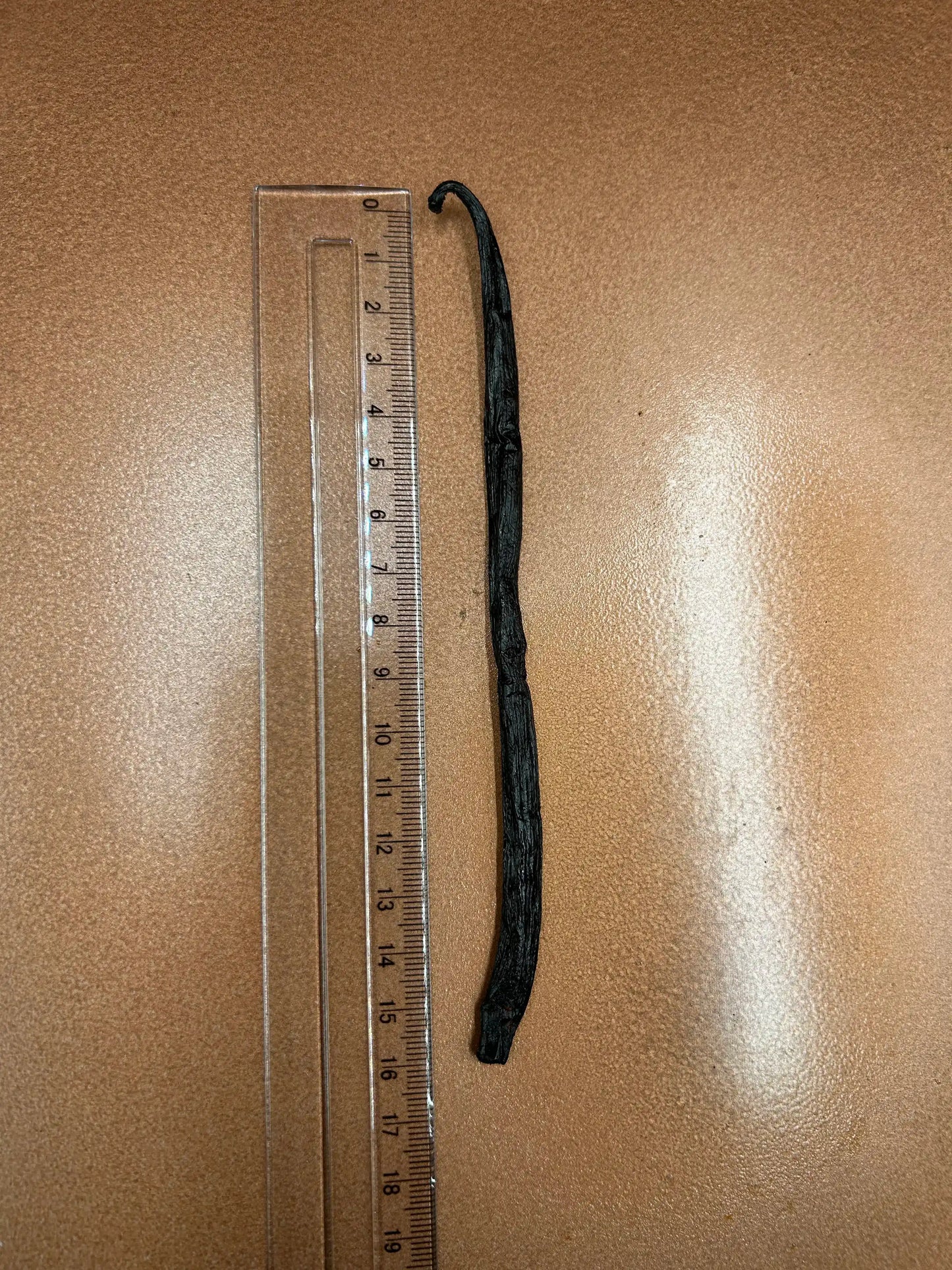 Atelier Évin — Madagascar Bourbon Vanilla 16-17 cm