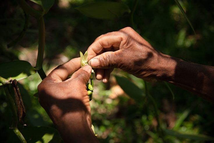 Pourquoi la vanille est-elle si chère ?