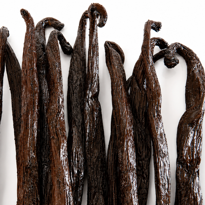 Atelier Évin — Bourbon vanilija Madagaskar 16–17 cm
