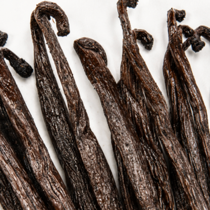 Atelier Évin — Bourbon vanilija Madagaskar 14–15 cm